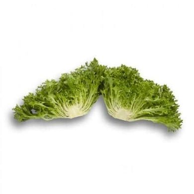 Експертайз - насіння салату, 1000 шт (драже), Rijk Zwaan 1094977294 фото