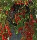 Френзі F1 - насіння томата, 1000 шт, Spark Seeds 03340 фото 2
