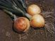 Саратога F1 - насіння цибулі, 250 000 шт, Hazera 52100 фото 2