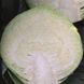 Раменос F1 - семена капусты белокочанной, 2500 шт (калибр), Hazera 37150 фото 2