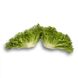 Експертайз - насіння салату, 1000 шт (драже), Rijk Zwaan 1094977294 фото 1