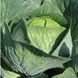 Лион F1 - семена капусты белокочанной, 2500 шт (калибр), Hazera 37154 фото 1