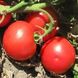 Волна F1 - насіння томата, 1000 шт, Hazera 20826 фото 3
