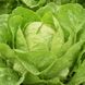 Квінтус - насіння салату, 1000 шт (драже), Rijk Zwaan 1093780262 фото 3