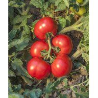 Джокер F1 - семена томата, 1000 шт, Hazera 20828 фото