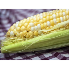 Камберленд F1 - насіння кукурудзи, Clause опис, фото, відгуки