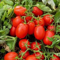Фабер F1 - насіння томата, 5000 шт, Hazera 10420 фото