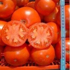 Джокер F1 - насіння томата, 1000 шт, Hazera 20828 фото