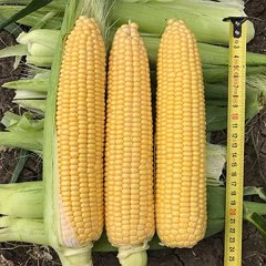 Ноа F1 - семена кукурузы, 5000 шт, Hazera 44100 фото