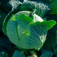 Віратоба F1 - насіння капусти савойської, Syngenta опис, фото, відгуки