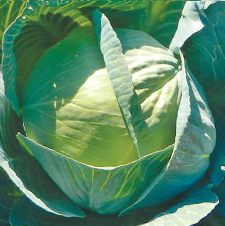 Сторидор F1 - семена капусты белокочанной, 2500 шт, Syngenta 67571 фото