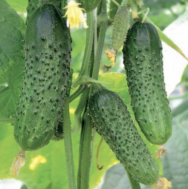 Меренга F1 - семена огурца, Seminis описание, фото, отзывы