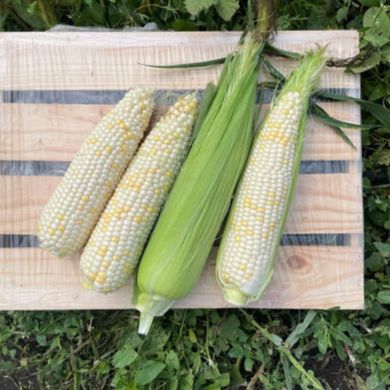 Вайт Туз F1 - семена кукурузы белой, 25 000 шт, Spark Seeds 24049 фото