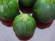 Кабачок Зелений шар, 10 насінин, СЦ Традиція 1113466496 фото 3