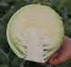 Гілсон F1 - насіння капусти білокачанної, 2500 шт, Hazera 37151 фото 1