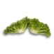 Експертайз - насіння салату, 5000 шт (драже), Rijk Zwaan 1094982659 фото 2