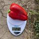Кора F1 - насіння солодкого перцю, 500 шт, Spark Seeds 28203 фото 3