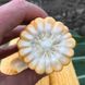 Ноа F1 - насіння кукурудзи, 100 000 шт, Hazera 44200 фото 2