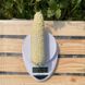 Вайт Туз F1 - насіння кукурудзи білої, 25 000 шт, Spark Seeds 24049 фото 2