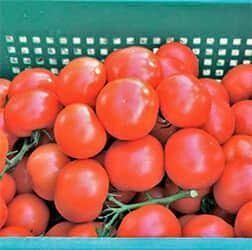 Беллавіза F1 - насіння томата, 1000 шт, Rijk Zwaan 16242 фото