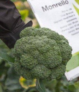 Монрело F1 - семена капусты брокколи, 2500 шт, Syngenta 75518 фото
