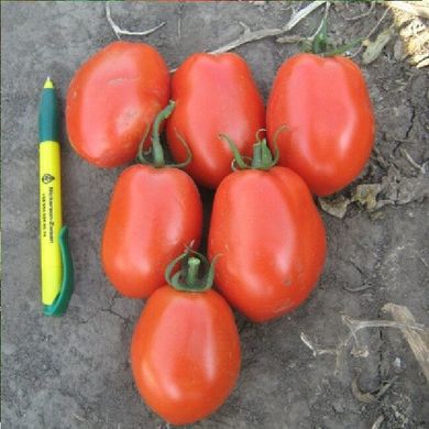 Сурія F1 - насіння томата, 1000 шт, Hazera 20829 фото