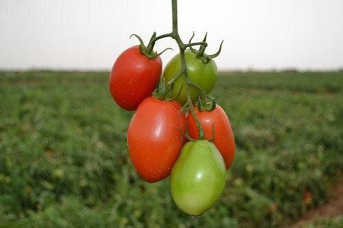 Сурія F1 - насіння томата, 1000 шт, Hazera 20829 фото