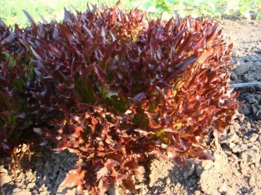 Вінтекс - насіння салату, 1000 шт (драже), Rijk Zwaan 1094984515 фото