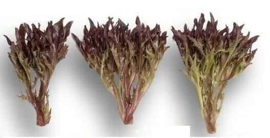 Вінтекс - насіння салату, 1000 шт (драже), Rijk Zwaan 1094984515 фото