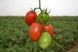 Сурія F1 - насіння томата, 1000 шт, Hazera 20829 фото 2