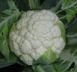 Сеул F1 - насіння цвітної капусти, 2500 шт, Hazera 92534 фото 2