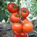 Беллавіза F1 - насіння томата, 1000 шт, Rijk Zwaan 16242 фото 1