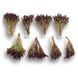Винтекс - семена салата, 1000 шт (драже), Rijk Zwaan 1094984515 фото 2