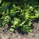 Тундра F1 - семена шпината, 25 000 шт, Enza Zaden 12-890 фото 3