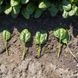 Тундра F1 - семена шпината, 25 000 шт, Enza Zaden 12-890 фото 2