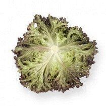 Кавернет - насіння салату, 1000 шт (драже), Rijk Zwaan 35348 фото
