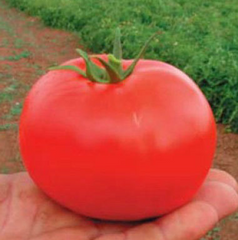 Дебют F1 - насіння томата, 1000 шт, Seminis 90177 фото