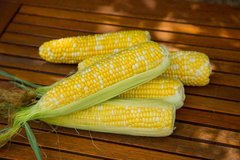 Ракель F1 - насіння кукурудзи, 50 000 шт, Clause 21272 фото