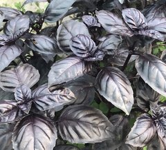 Виолет Кинг F1 - семена базилика, Lark Seeds описание, фото, отзывы