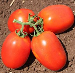 Галілея F1 - насіння томата, 1000 шт, Hazera 20830 фото