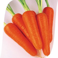 Абако F1 - насіння моркви, Seminis опис, фото, відгуки