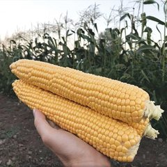 Харди F1 - семена кукурузы, 5000 шт, Hazera 44300 фото