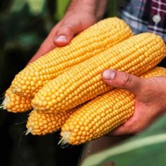 Свитстар F1 - семена кукурузы, 100 000 шт, Syngenta 36510 фото