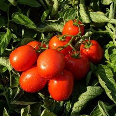 Тревіс F1 - насіння томата, 1000 шт, Hazera 10440 фото