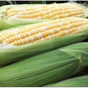 Ракель F1 - насіння кукурудзи, 50 000 шт, Clause 21272 фото