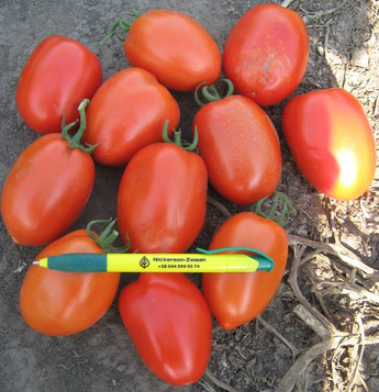 Галілея F1 - насіння томата, 1000 шт, Hazera 20830 фото