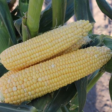 Харди F1 - семена кукурузы, 100 000 шт, Hazera 44400 фото