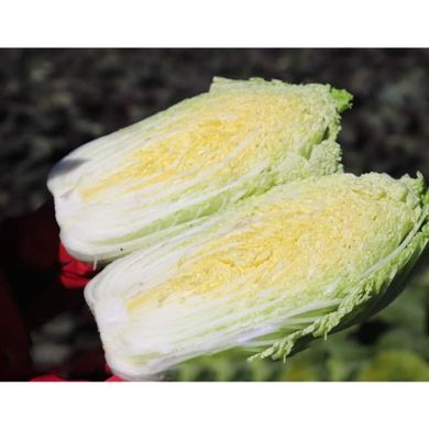 Яморі F1 - насіння пекінської капусти, 2500 шт, Kitano 65988 фото