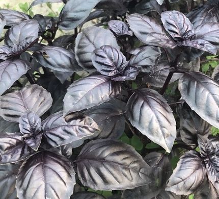 Виолет Кинг F1 - семена базилика, 50 г, Spark Seeds 13072 фото