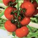 Берил F1 - семена томата, 100 шт, Rijk Zwaan 1090519426 фото 2